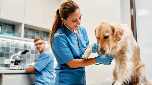 Pies klient w gabinecie weterynaryjnym