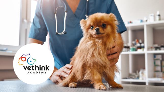 Vethink z małym psem