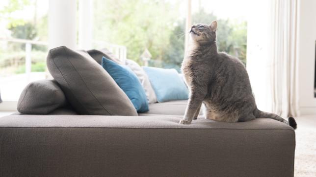 Kot na kanapie