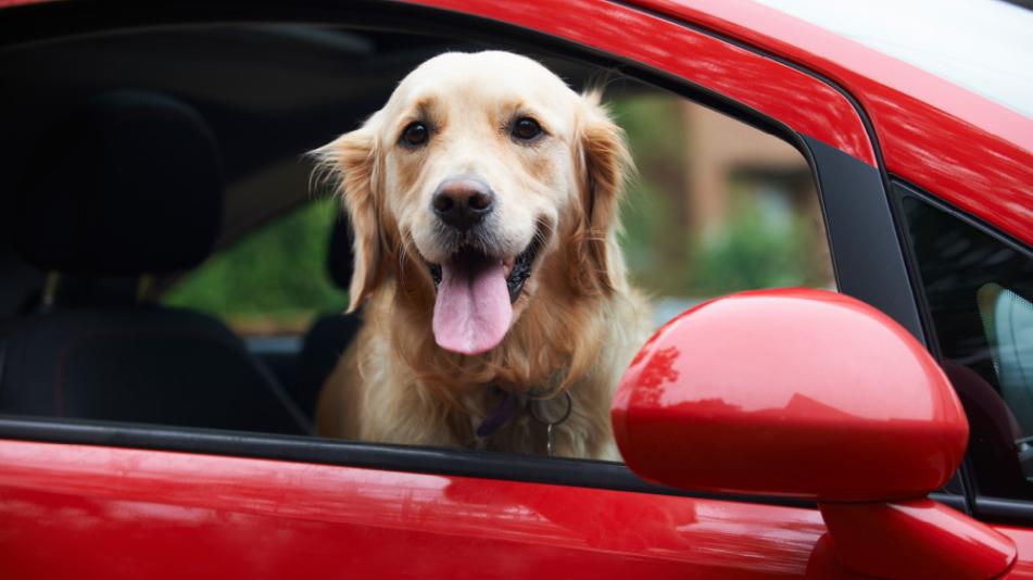 Pies w aucie