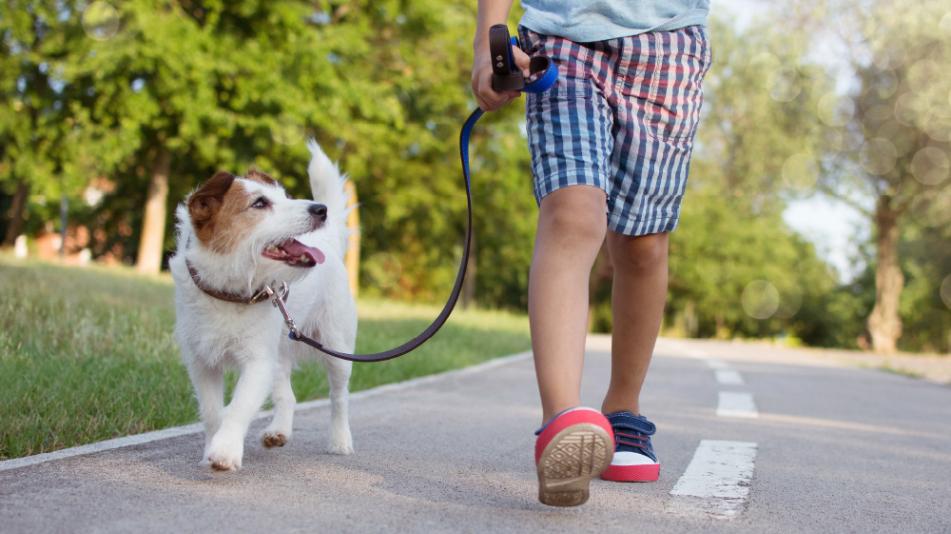 Pies na spacerze