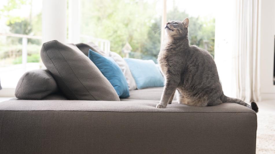 Kot na kanapie